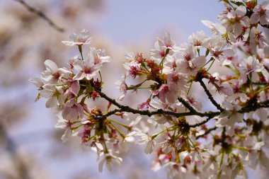 Kış ve günlerden sonra kiraz çiçekleri açar.                      