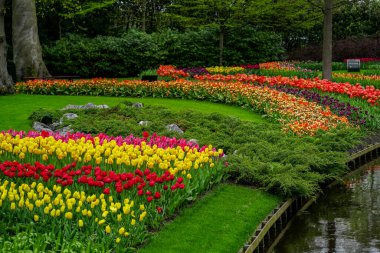 Lale bahçesi, Hollanda 'da Lale Festivali, tam kare görüntü