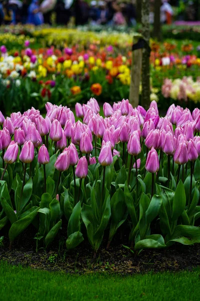 Tulipánová Zahrada Tulipánový Festival Holandsku Celý Snímek Stock Fotografie