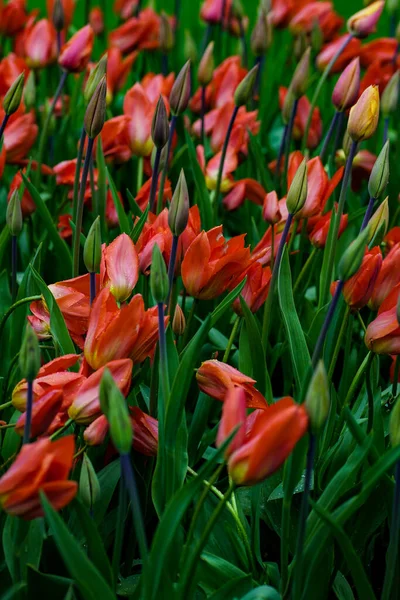 Tulipánová Zahrada Tulipánový Festival Holandsku Celý Snímek Stock Obrázky
