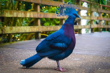 Victoria taçlı güvercin, mükemmel renkler.