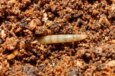 Solucana yakın çekim. Gübre içinde solucan. Solucan makro iğnesi. Yüksek kalite fotoğraf