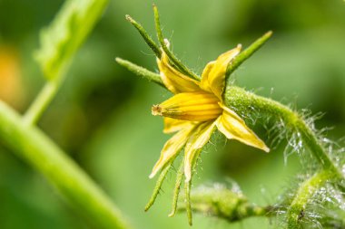Domates çiçekleri. Domates çalısına bulaşan enfeksiyon. Yüksek kalite fotoğraf