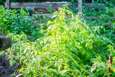 Güneş ışığında domates çalısı. Yeşil bitki. Arka ışık. Yüksek kalite fotoğraf