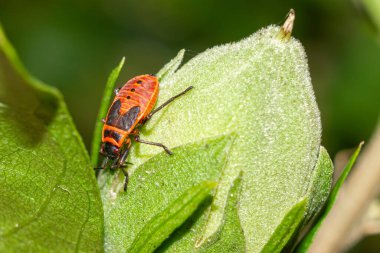 Kundakçı makro çekim. Pyrrhocoris apterus yakın plan. Benekli böcek. Yüksek kalite fotoğraf