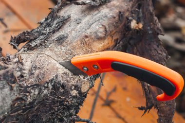 Testereyle ağaç dalını buduyorum. Yüksek kalite fotoğraf