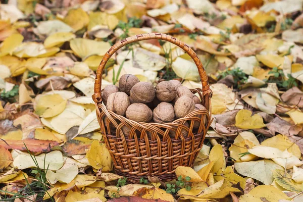 Walnut Harvest Basket Full Walnuts Background Fallen Leaves High Quality — Stock Photo, Image