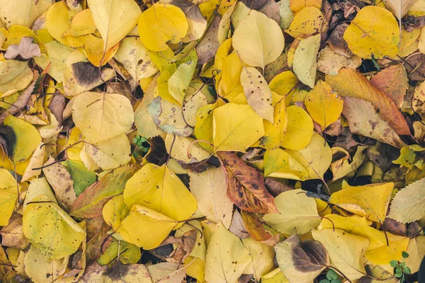Outono Amarelo Vibrante Deixa Textura Chão Foto Alta Qualidade — Fotografia de Stock
