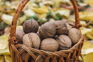 Fındık dolu bir sepet. Ceviz hasadı. Yüksek kalite fotoğraf