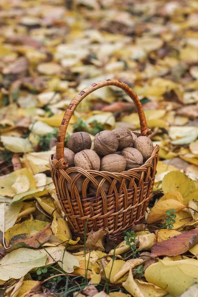 Walnut Harvest Collection Walnuts Basket Walnuts High Quality Photo — Stock Photo, Image
