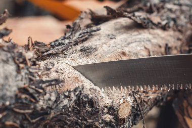 Ağaç budama işlemi. Dişlerin odun kestiğini gördüm. Yüksek kalite fotoğraf