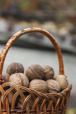 Fındık koleksiyonu. Hasır sepetteki cevizler. Yüksek kalite fotoğraf
