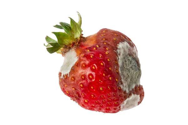 Erdbeere Mit Schimmel Isoliert Auf Weißem Hintergrund Verdorbene Beeren Hochwertiges — Stockfoto