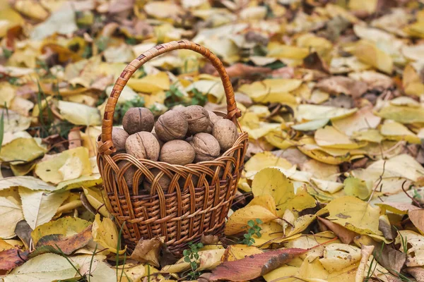 落ちた葉にクルミの入ったバスケット 収穫だ 高品質の写真 — ストック写真