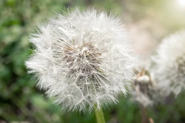 stock image Soft white dandelion. Dandelion close-up. High quality photo