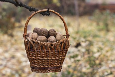 Cevizli sepet. Ceviz hasadı. Yüksek kalite fotoğraf