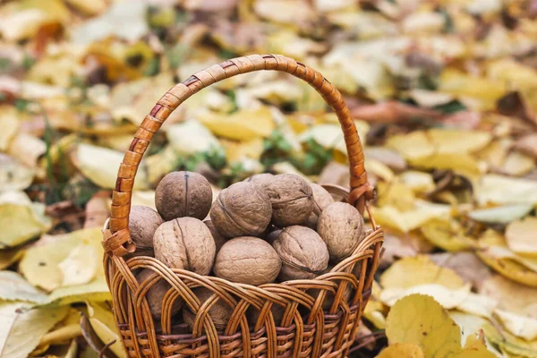 Ořechové Plody Proutěném Košíku Kvalitní Fotografie — Stock fotografie