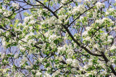Elma ağacında beyaz çiçekler. Yüksek kalite fotoğraf
