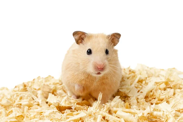 Suriye hamsterı beyaz arka planda izole edilmiş. Yüksek kalite fotoğraf