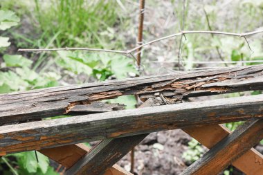 Çürük tahta. Hasarlı tahta. Yüksek kalite fotoğraf
