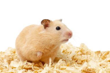 Şaşırmış hamster. Hamster beyaz arka planda izole edildi. Yüksek kalite fotoğraf