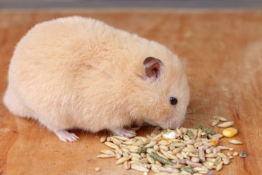 Hamster tahtadan bir yüzeyde tohum yiyor. Yaratıcı ve ticari kullanım için ideal