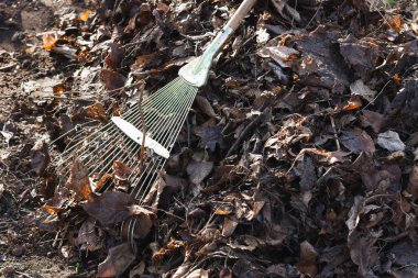 Sonbahar yapraklarını tırmıkla, sonbahar bahçıvanlık temaları için mükemmel. Çok çeşitli kullanım alanları için uygun
