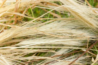 Kuru samanlığa yakın çekim. Çoklu amaçlar için çok yönlü resim