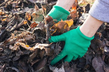 Eldivenli eller bahçe temizliği için kuru yaprakları topluyor. Çoklu amaçlar için çok yönlü resim