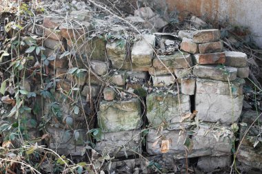 Terk edilmiş tuğla duvar doğa ve yeşillik tarafından ele geçirildi. Yaratıcı ya da profesyonel projeler için harika