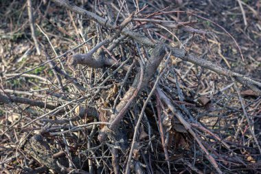 Bir orman ortamında dal ve dal yığını. Yaratıcı ya da profesyonel projeler için harika
