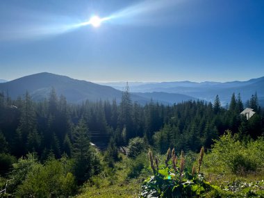 Ormanlı ve güneşli bir dağ manzarası. Yaratıcı ya da profesyonel projeler için harika