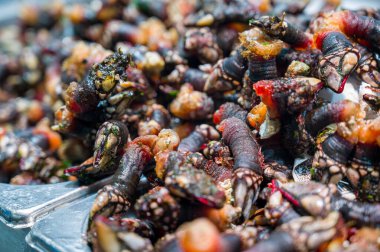 Taze Kaz boynu midyeleri veya Galiçya midyeleri (Pollicipes pollicipes) - İspanya 'da percebe olarak bilinir.