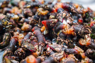 Taze Kaz boynu midyeleri veya Galiçya midyeleri (Pollicipes pollicipes) - İspanya 'da percebe olarak bilinir.