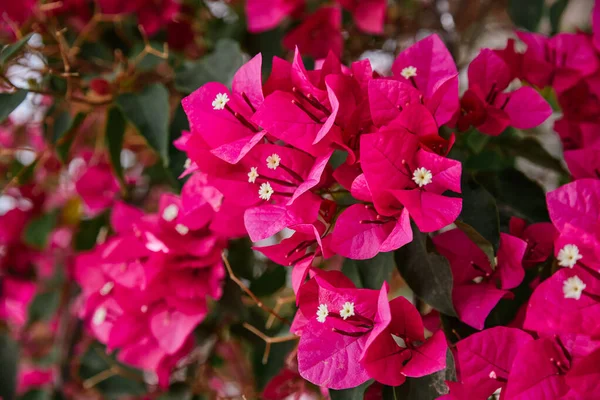 stock image Close-up flower 