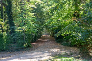 Çalılar arasında gölgeli toprak patika ve sonbaharda ağaçlarla kaplı. La Granja de San Ildefonso