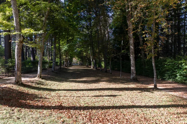 秋には 土の地面や葉を持つ木の太陽と影の道 イルデフォンソ広場 — ストック写真
