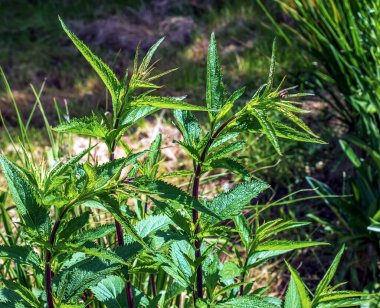 Amerika verbenası ya da bataklık verbenası olarak da bilinen Mavi Verbena hastata, ormanda yetişir..