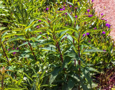 Amerika verbenası ya da bataklık verbenası olarak da bilinen Mavi Verbena hastata, ormanda yetişir..