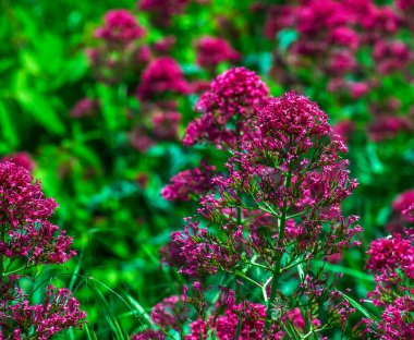 Saf santranthus ruber çiçekleri. Ayrıca kırmızı kediotu, mahmuz kediotu, hızlı öp beni, tilki fırçası, şeytan sakalı ve Jüpiter 'in sakalı olarak da bilinir..