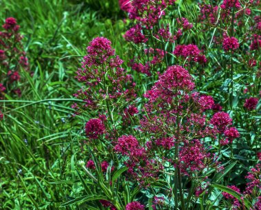 Saf santranthus ruber çiçekleri. Ayrıca kırmızı kediotu, mahmuz kediotu, hızlı öp beni, tilki fırçası, şeytan sakalı ve Jüpiter 'in sakalı olarak da bilinir..