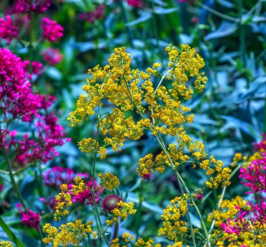 Thalictrum flavum. Uzun ömürlü, sarı çiçekli bir bitki yazın doğada çiçek açar.