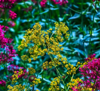 Thalictrum flavum. A perennial tall plant with yellow small flowers blooms in summer in nature clipart