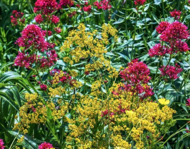 Thalictrum flavum. Uzun ömürlü, sarı çiçekli bir bitki yazın doğada çiçek açar.