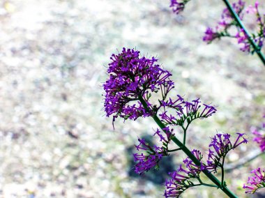 Bahçede güneş ışığı olan pembe çiçeğin seçici odağı. Centranthus Ruber, ayrıca kırmızı kediotu olarak da bilinir, Valeriana Rubra.