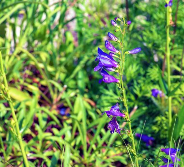 Campanula sibirica, Campanula undulata , purple bell flowers in summer garden. Background. clipart