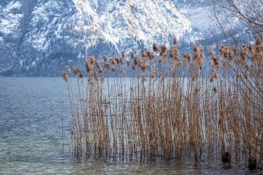 Miscanthus kışın Salzburg 'daki Obertrumersee Gölü kıyısında..