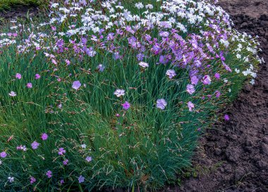 Dianthus hyssopipilius, Caryophyllaceae familyasından bir bitki türü..