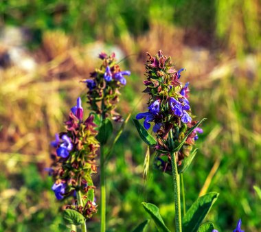 Sage in Latin Salvia officinalis L en eski tıbbi bitkilerden biridir..