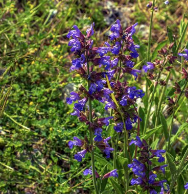 Sage in Latin Salvia officinalis L en eski tıbbi bitkilerden biridir..